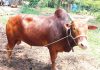 চট্টগ্রামে পছন্দের শীর্ষে লাল বিরিষ