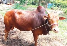চট্টগ্রামে পছন্দের শীর্ষে লাল বিরিষ