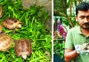 ‘মহাবিপন্ন’ পাহাড়ি হলুদ কাছিমের ৫টি বাচ্চার জন্ম