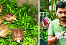 ‘মহাবিপন্ন’ পাহাড়ি হলুদ কাছিমের ৫টি বাচ্চার জন্ম