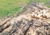 চন্দনাইশে বিপুল সেগুন কাঠ জব্দ
