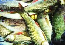 চাষভিত্তিক উৎপাদনই মৎস্য খাতের প্রধান ভরসা