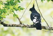 খাগড়াছড়ির চিরহরিৎ বনে দুর্লভ কালো বাজ