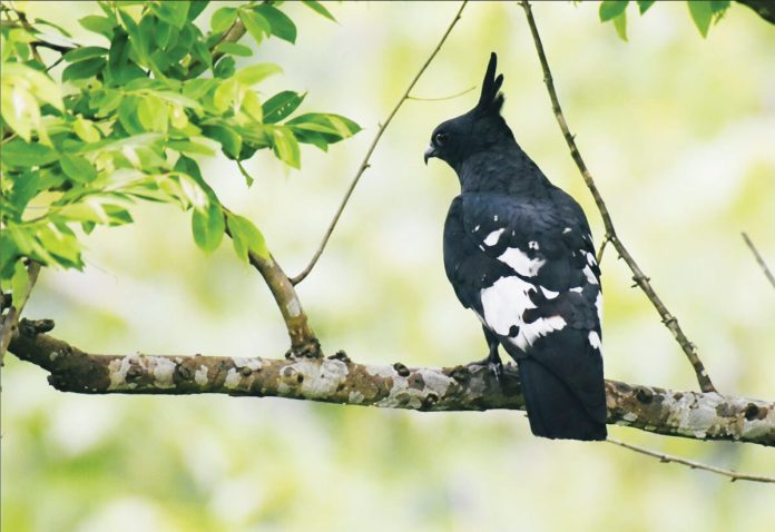 Khag Bird Fi8nal