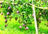 খাগড়াছড়িতে বিদেশি আম চাষে ঝুঁকছেন কৃষক