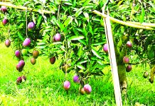 খাগড়াছড়িতে বিদেশি আম চাষে ঝুঁকছেন কৃষক