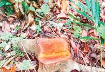 নির্বিচারে লুট হচ্ছে সামাজিক বনায়নের গাছ, আতঙ্কে উপকারভোগীরা