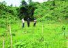 পরিত্যক্ত ১০ একর ভূমিতে বন্যপ্রাণীর খাদ্যোপযোগী ১০ হাজার বৃক্ষরোপণ