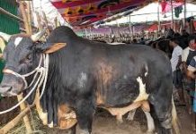 চট্টগ্রামে এবারো কমেছে পশু কোরবানি