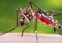 বর্ষায় ডেঙ্গু বাড়ার শঙ্কা