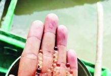 হালদায় আবার সামান্য পরিমাণে ডিম ছেড়েছে মা মাছ