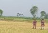 বেনাপোল সীমান্তে ৮-১০ জনকে ঠেলে পাঠানোর চেষ্টা