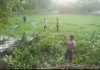 আনোয়ারায় ভূমি বিরোধের জেরে দুই শতাধিক গাছ কর্তন, কারাগারে যুবক