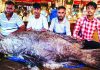 কাজীর দেউড়ি বাজারে ১৫৫ কেজির কোরাল, ক্রেতা-দর্শনার্থীর ভিড়