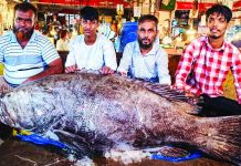 কাজীর দেউড়ি বাজারে ১৫৫ কেজির কোরাল, ক্রেতা-দর্শনার্থীর ভিড়