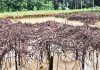 বন্যায় পার্বত্য চট্টগ্রামের কৃষিতে ব্যাপক ক্ষতি