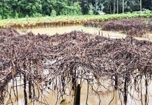 বন্যায় পার্বত্য চট্টগ্রামের কৃষিতে ব্যাপক ক্ষতি