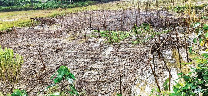 Bandarban Krishi.pic-3