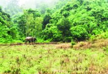 দিনে পাহাড়ে, রাতে লোকালয়ে