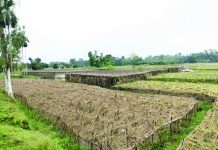 বন্যায় বাঁশখালীর ২৬ হাজার ৮০০ কৃষক ক্ষতিগ্রস্ত