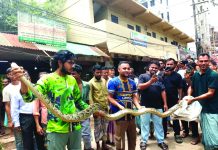চবিতে ১৫ ফুটের অজগর উদ্ধার