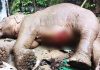 টেকনাফে পাহাড় থেকে পড়ে মা হাতি আহত