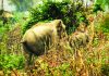 বন নেই করিডোর নেই, বিপন্ন বন্য হাতির পাল