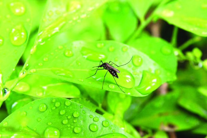 Dengue