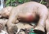 টেকনাফে পাহাড় থেকে পড়ে আহত সেই মা হাতির মৃত্যু