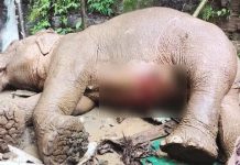টেকনাফে পাহাড় থেকে পড়ে আহত সেই মা হাতির মৃত্যু