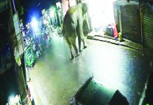 বাজারে হঠাৎ দলছুট বন্য হাতি, আতঙ্কে ছোটাছুটি