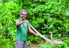 খাগড়াছড়ির বনে ৪ পদ্ম গোখরা সাপ অবমুক্ত