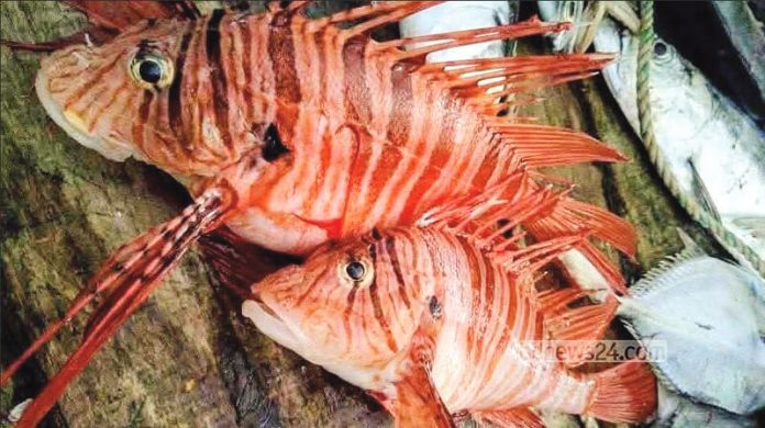 Lion Fish