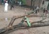 গাছের ডাল ভেঙে রাঙ্গুনিয়ায় ১২ বছরের শিশুর মর্মান্তিক মৃত্যু