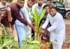 পটিয়ার আশিয়ায় যুবদলের উদ্যোগে বৃক্ষরোপণ কর্মসূচি