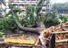 পলোগ্রাউন্ড স্কুলের মাঠে ভেঙে পড়ল রেলওয়ের পুরনো শিরীষ গাছ