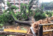 পলোগ্রাউন্ড স্কুলের মাঠে ভেঙে পড়ল রেলওয়ের পুরনো শিরীষ গাছ
