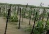 চন্দনাইশে কৃষি, মৎস্য ও যোগাযোগ খাতে ১২৮ কোটি টাকার ক্ষতি