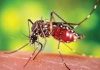 চট্টগ্রামে আরও ১৭ জন ডেঙ্গু আক্রান্ত