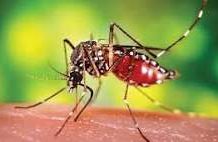 চট্টগ্রামে আরও ১৭ জন ডেঙ্গু আক্রান্ত