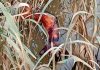 হালদার পাড় থেকে মানুষের বিচ্ছিন্ন হাত উদ্ধার