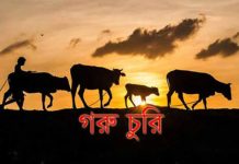 গর্ভবতী গাভী চুরি করে জবাই, পথে মিলল নাড়িভুঁড়ি