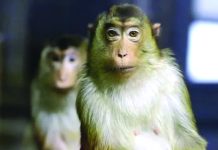 ১৭ জনকে কামড়ে পাকড়াও হলো বানর