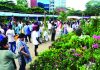 বৃক্ষমেলায় বেশি আকর্ষণ বনসাইয়ে