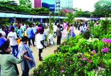 বৃক্ষমেলায় বেশি আকর্ষণ বনসাইয়ে