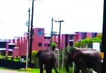 কেইপিজেডে দিনেও হাতি আতংক
