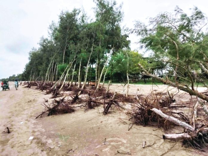 Banskhali Casuarina Forest Pictuer (1) 14.08.2026