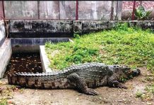 শিশুর প্রাণ নেওয়া খানজাহান মাজারের সেই কুমির এখন ডুলাহাজারায়