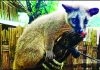 রাঙামাটিতে উদ্ধার হিমালয়ান গন্ধগোকুল,ফিরল সংরক্ষিত বনে