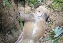 গভীর খাদে দলছুট হাতি, চার ঘণ্টার চেষ্টায় উদ্ধার